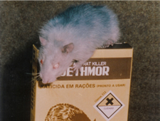 Dethmor - Mata Ratos Granulado